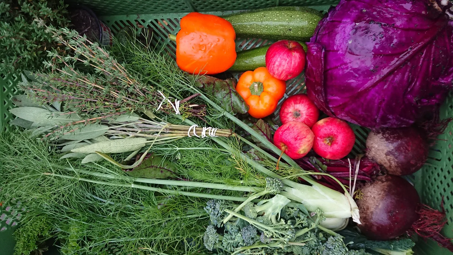 Bunte Mischung frisch geernteter Gemüsesorten